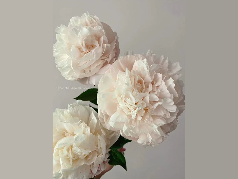 高級藝術 中早期 花徑極大 花味濃